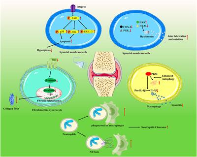 The therapeutic effects of low-intensity pulsed ultrasound in musculoskeletal soft tissue injuries: Focusing on the molecular mechanism
